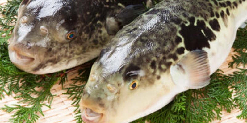 �� �Ƃ�ӂ� ���\�Z�b�g�y�y�V�O������܁z �ӂ��h�� �ӂ��� �]���l�C�̗��R���T�C�g